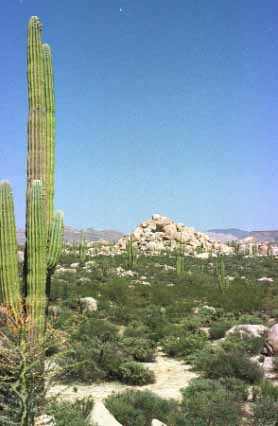 Cactus & Rocks 24a L1.jpg (20957 bytes)