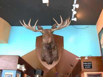 Moose Head 5L1.JPG (16428 bytes)